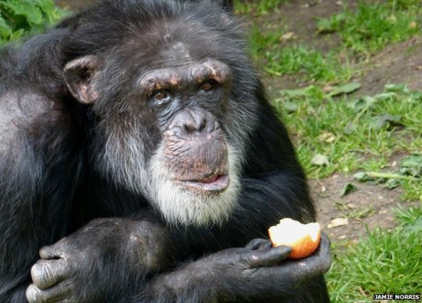 chimps apples grunt scottish accent