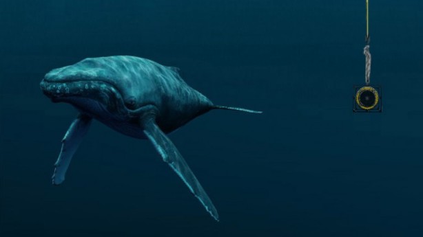 whalesong-1.768x432
