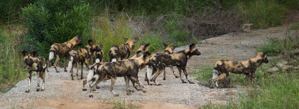 Wild_Dog_Kruger_National_Park_South_Africa